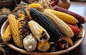 Indian Corn