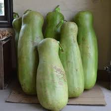 5 Giant Gourds