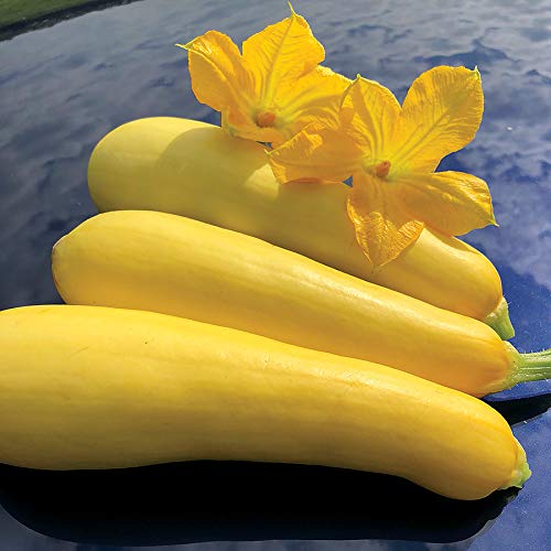 Yellow Squash