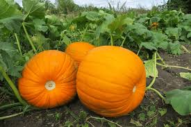 Large Pumpkins