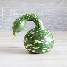 Gooseneck Gourd