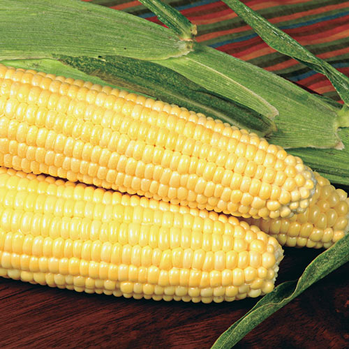 Sweet Corn 